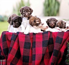 San Diego Goldendoodles