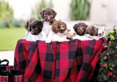 San Diego Goldendoodles