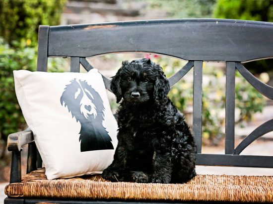 San Diego Goldendoodles 