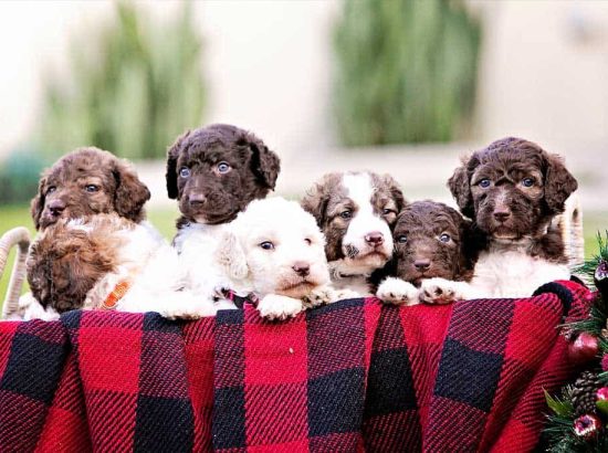 San Diego Goldendoodles 